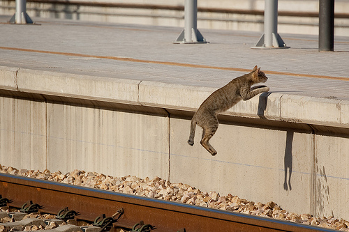 Los gatos aman los saltos de altura