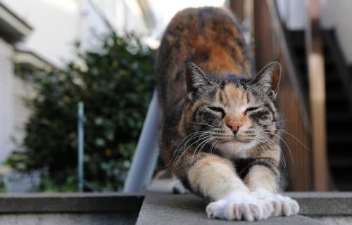 Los gatos deben hacer ejercicios