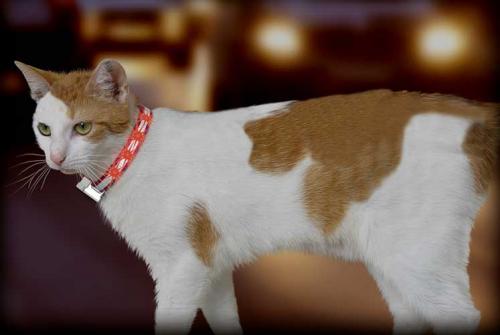 Los gatos también puedes usar collares antiparasitarios