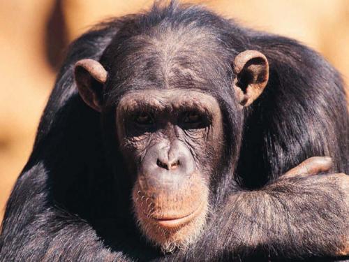 Serán los monos los animales más inteligentes?