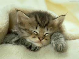 Los gatos y sus largas horas de sueño