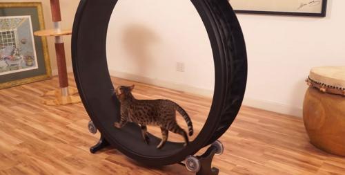 Los gatos ya tienen su rueda de ejercicios al estilo hámster