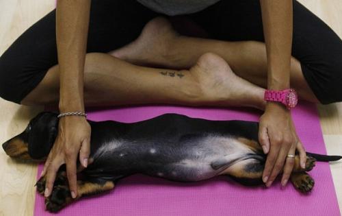 Los masajes en las mascotas, resultan ser de buena ayuda
