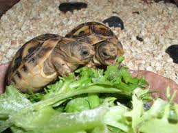 Los mejores alimentos para las tortugas