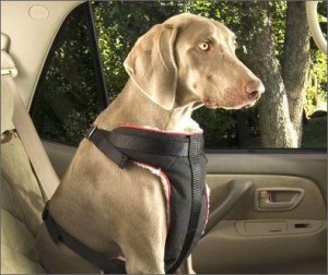 Los mejores cinturones de seguridad para los perros