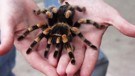 Los mejores cuidados para una tarántula mascota