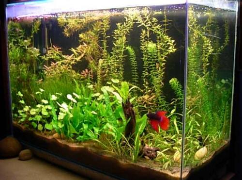 Los mejores peces para un acuario casero