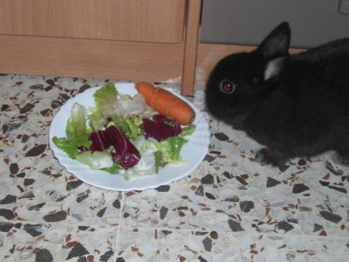 Los mejores productos alimenticios para conejos