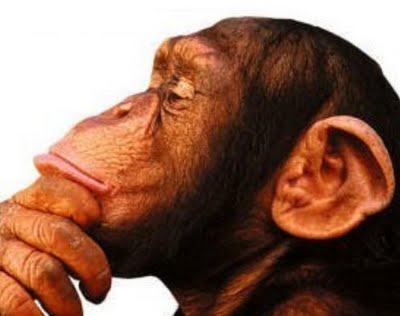Los monos, animales capaces de realizar adiciones sin problemas