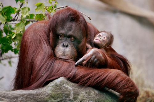 Los orangutanes se encuentran en peligro de extinción