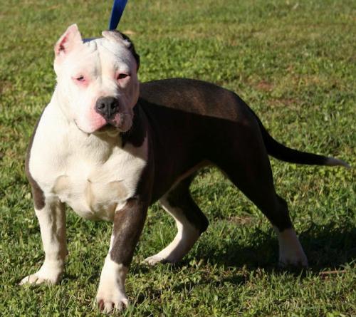 Los perros de raza Pitbull