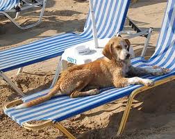 Los perros en el campo y en la playa