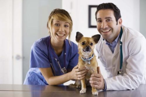 Los perros, excelentes detectores de cáncer
