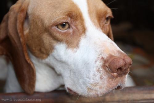 Los perros más extraños del mundo