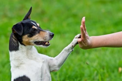 Los perros se comunican con sus cuerpos