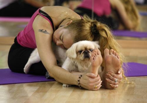 Los perros y el Yoga