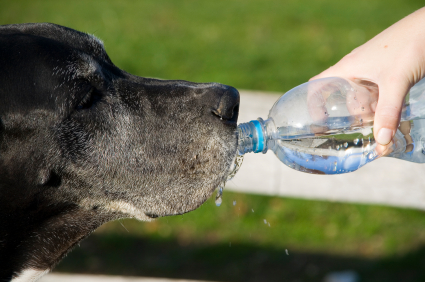 Los perros y la deshidratación