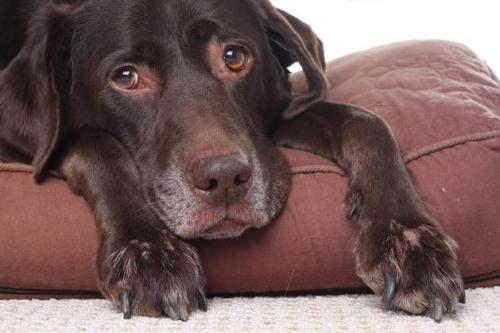 Los productos tóxicos más peligrosos para el perro en el hogar