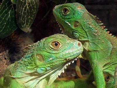 Los reptiles más queridos como mascotas