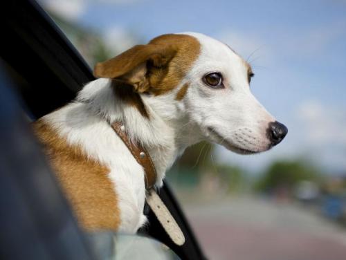 Malestar de los perros durante el viaje