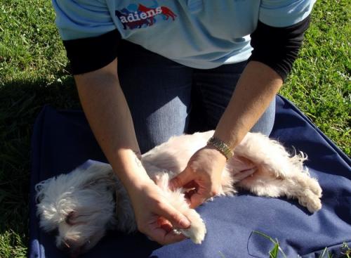 Masajes que relajan y alivian a las mascotas