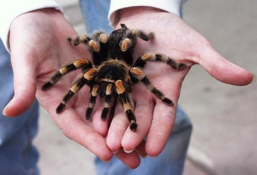 Mascotas dignas de la fiesta de Halloween