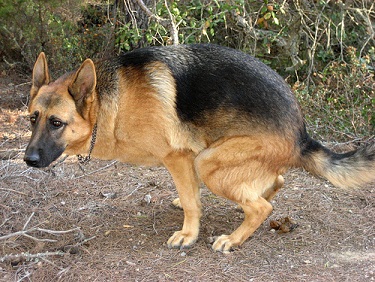 Mascotas estreñidas