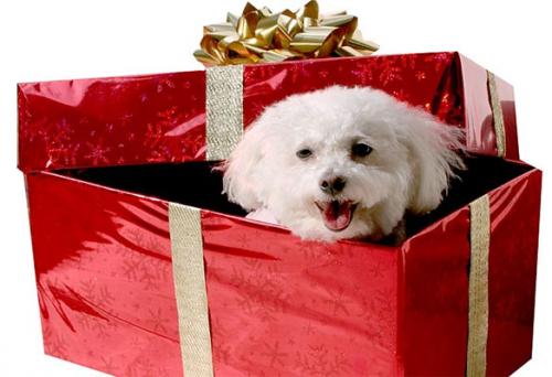 Mascotas: un buen regalo de navidad?