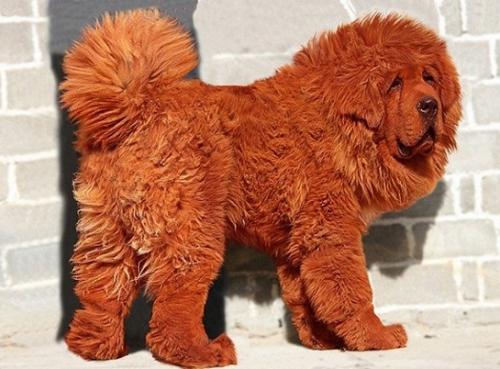 Mastín Rojo Tibetano, el perro más caro del planeta