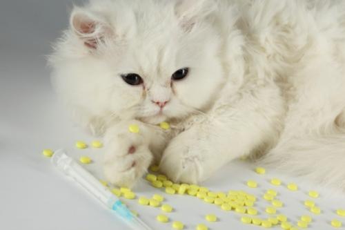 Medicamentos letales para los gatos