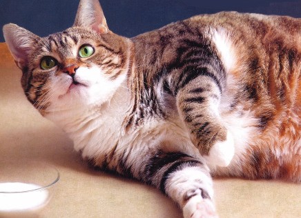 Medicamentos peligrosos e intoxicación en los gatos