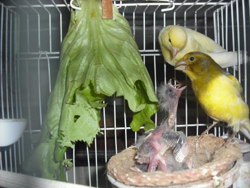 Mejorando la cría de los canarios