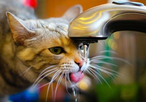 Mi gato no quiere beber agua de su recipiente