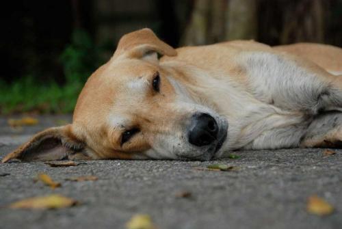 Mi perro acaba de morir