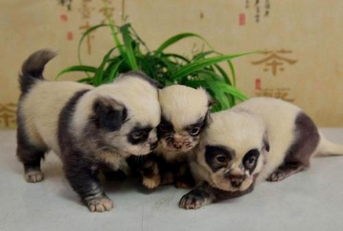 Nacen cachorros que parecen pandas