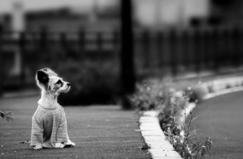 No abandones a tu perro, él nunca lo haría contigo