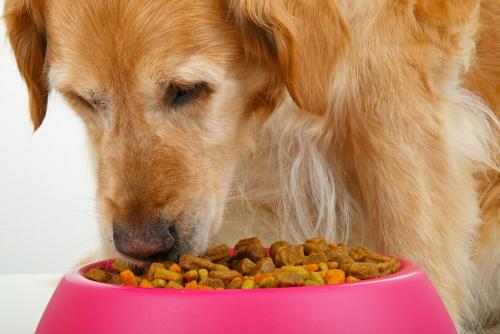 No cometas errores al alimentar a tu perro