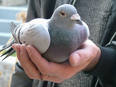 Palomas mensajeras mascotas