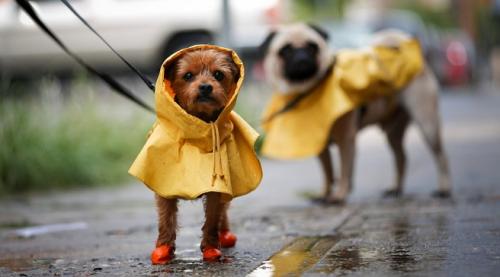 Pasear con el perro en los días de lluvia