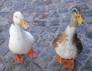 Patos mascotas en casa