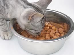 Pérdida de apetito en los gatos adultos