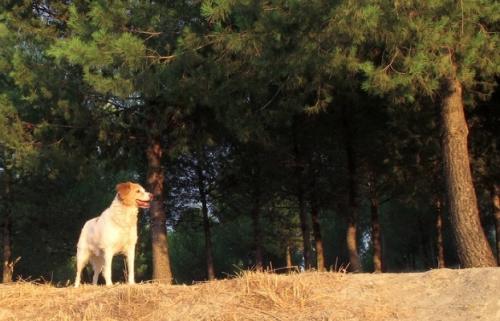 Perro fiel cuidó de niña extraviada en un bosque de Siberia