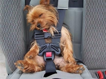 Perros: consejos para cuando sales de vacaciones