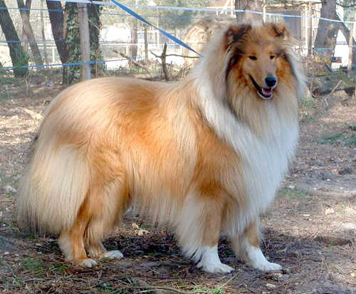 Perros de raza Collie