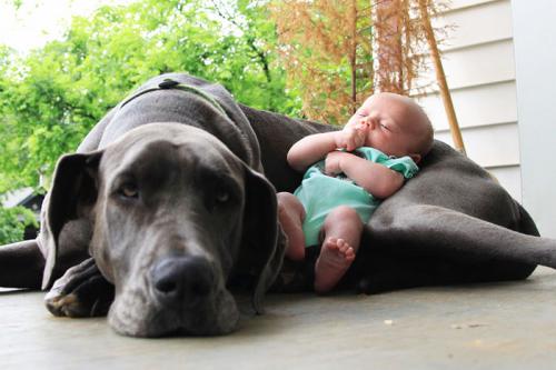 Perros grandes viviendo con niños