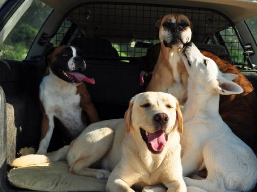 Perros tranquilos para viajar en coche