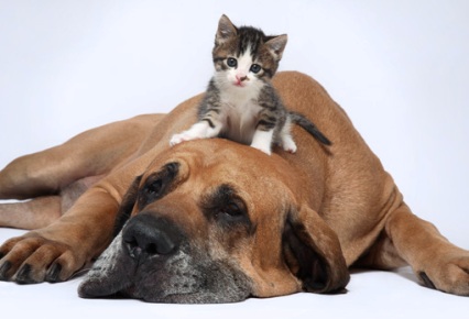 Perros y gatos viviendo en armonía