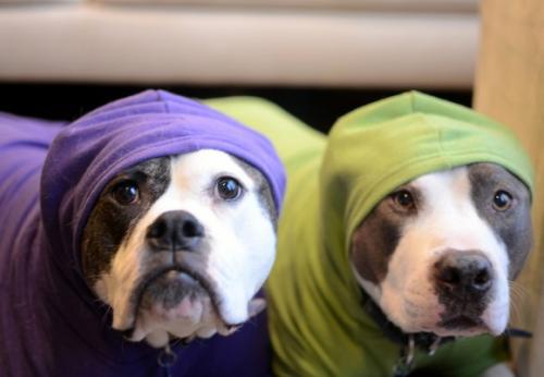 Perros y sus cuidados en tiempos de frío