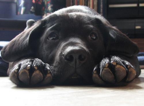 Perros y sus expresiones de dolor físico