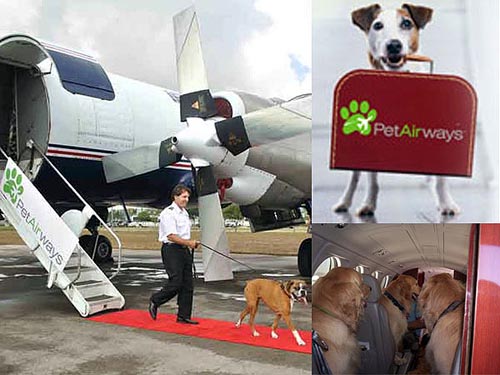Pet Airways, lo mejor para las mascotas